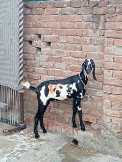 bakri for sale