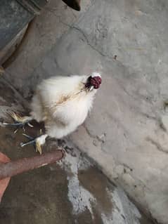 Silkie Pure Breeder Male