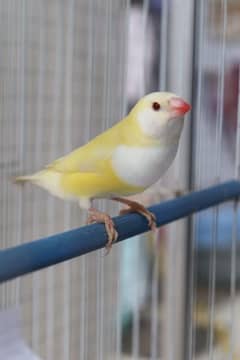 Gouldian Finch