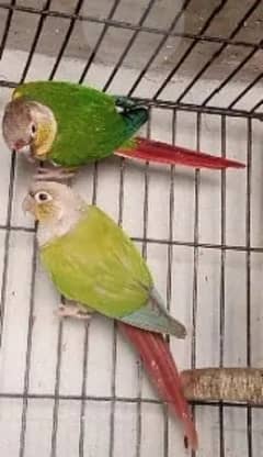 Pinapple conure Male X yellow sided female pair with DNA