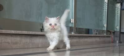 Persian kitten high quality