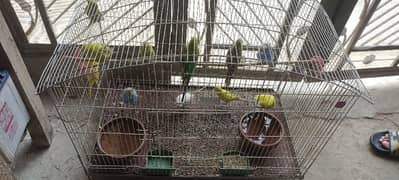 australia parrots 11