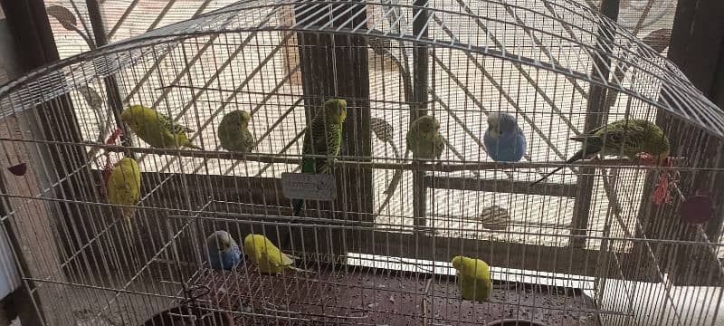 australia parrots 11 2