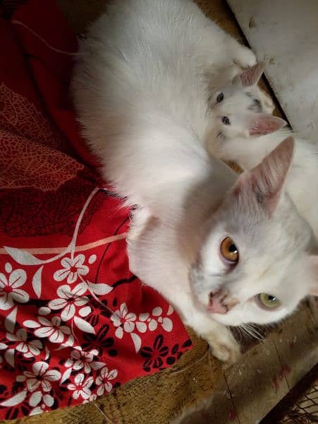 Turkish Billi and Billa one eye bli one gray  both are available 8