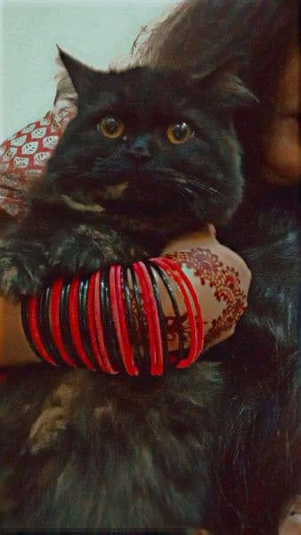 Black Persian cat triple coated 11 months old 0