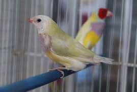 Gouldian Finch 0