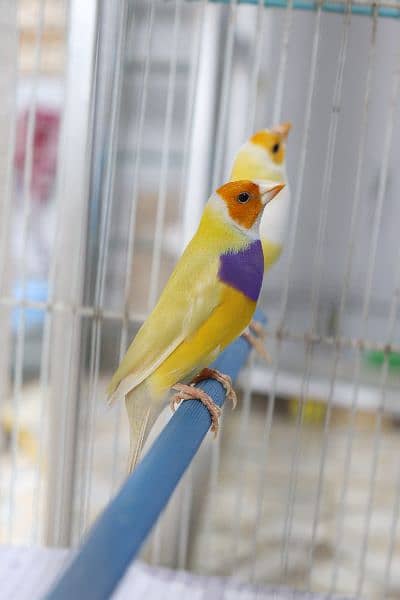 Gouldian Finch 2