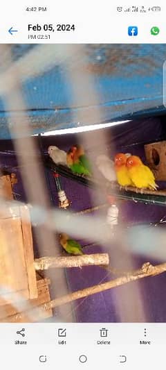 mix lovebirds