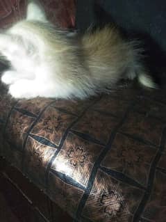 Persian kitten for sale