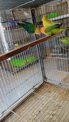 love birds all setup for sale breader pairs and ready to bread