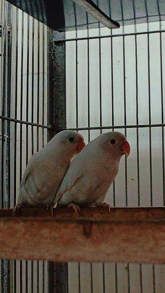 love birds all setup for sale breader pairs and ready to bread 1