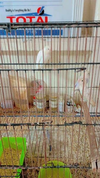 love birds all setup for sale breader pairs and ready to bread 5