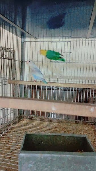 love birds all setup for sale breader pairs and ready to bread 8