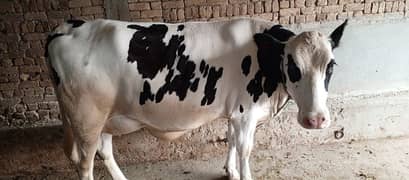 cow for sale 03455855121