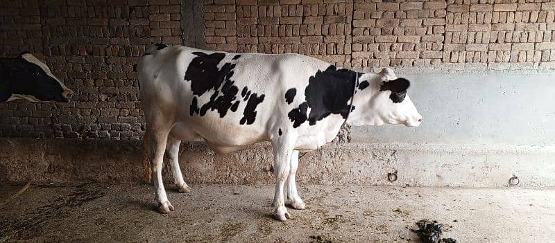 cow for sale 03455855121 7