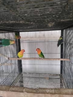 Love Birds Quality Breeder Pairs