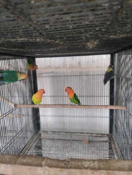 Love Birds Quality Breeder Pairs 0