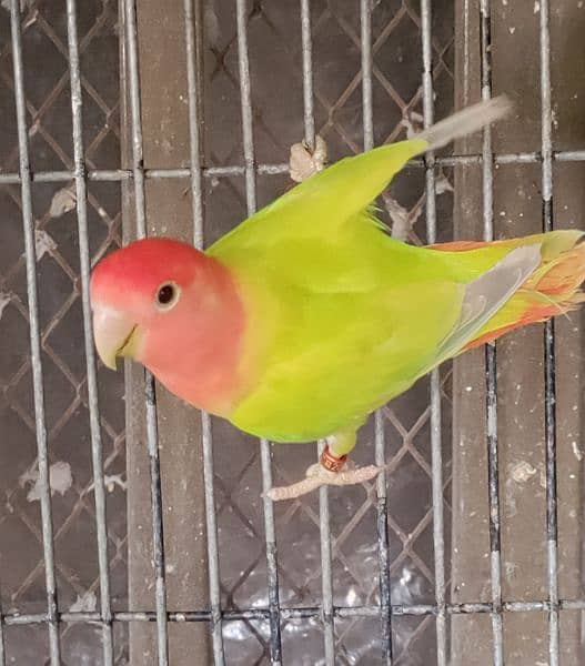 Love Birds Quality Breeder Pairs 1