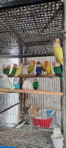 Love Birds Quality Breeder Pairs 4