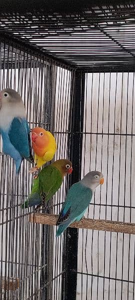 Love Birds Quality Breeder Pairs 7