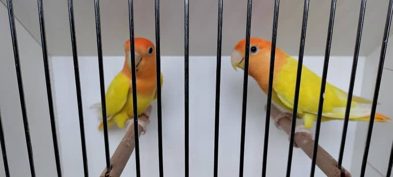 Love Birds Quality Breeder Pairs 10