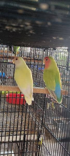 Love Birds Quality Breeder Pairs 15