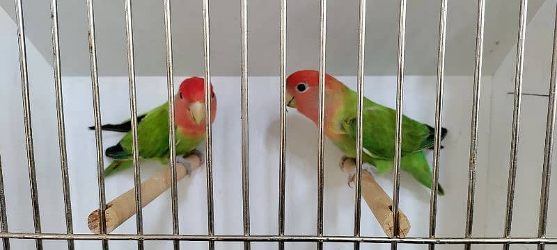 Love Birds Quality Breeder Pairs 17