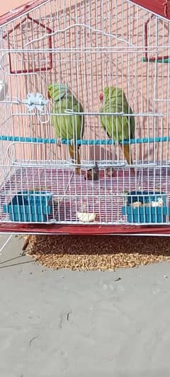 parrots for sale