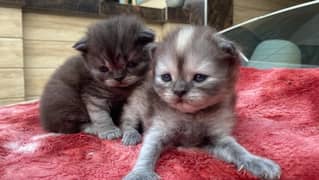 persian kittens for sale 0