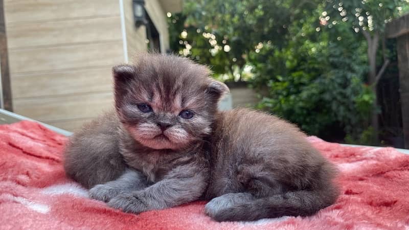 persian kittens for sale 1