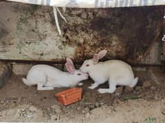 Confirmed Rabbit Breeder Pair 0