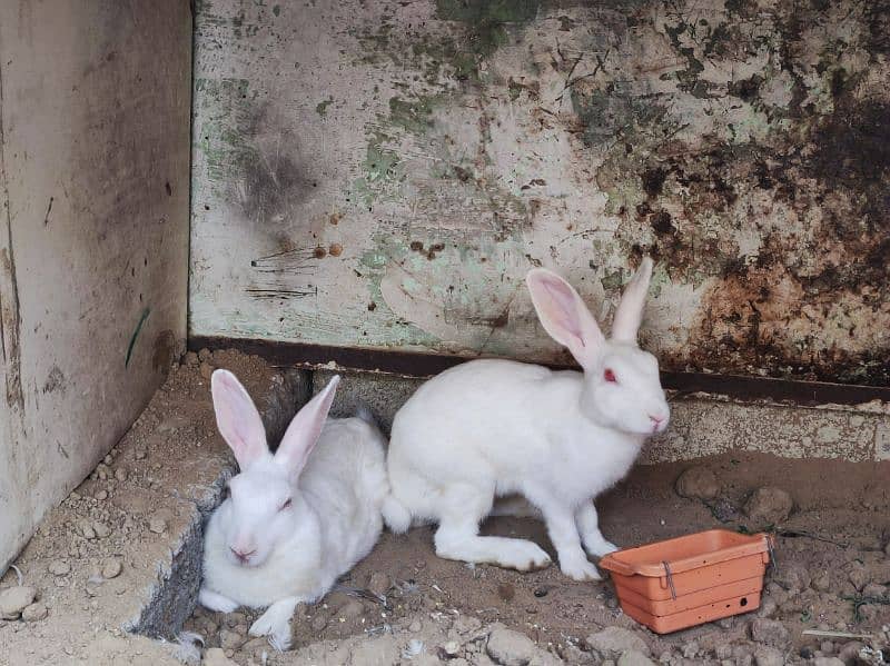 Confirmed Rabbit Breeder Pair 1