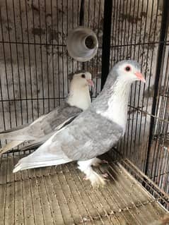 sherzi ,lucky ,fantail pigeons 0