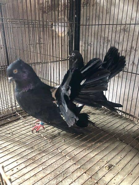 sherzi ,lucky ,fantail pigeons 2