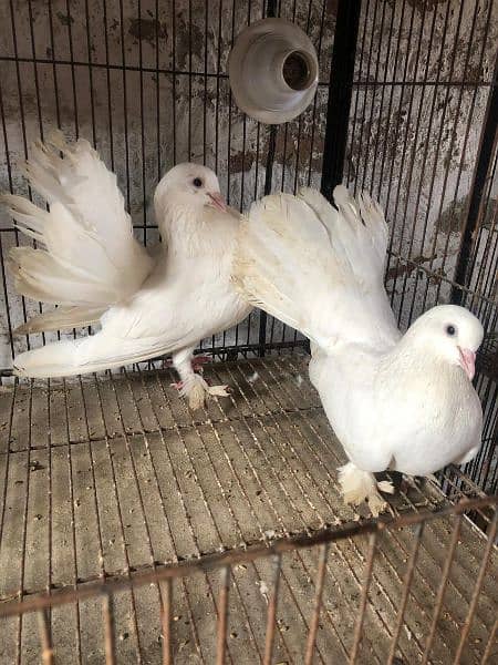 sherzi ,lucky ,fantail pigeons 3