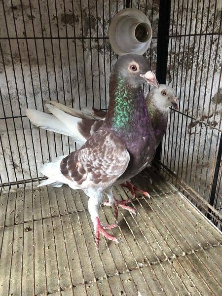 sherzi ,lucky ,fantail pigeons 4