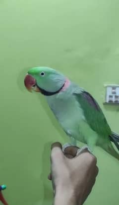 Pahari Toota Raw Parrot