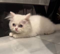 persian triple coat male 0