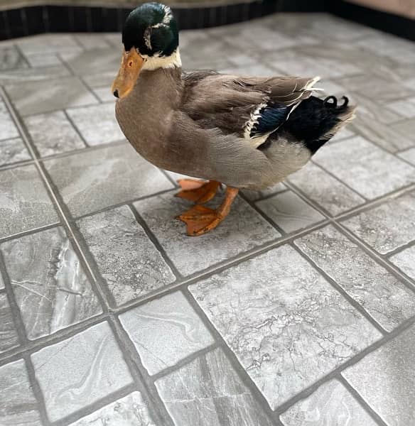 6months old beautifull ducks for sale 1