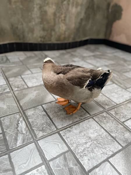 6months old beautifull ducks for sale 2