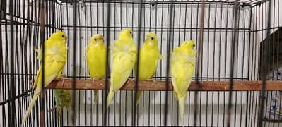 Bird's and Cage's 0