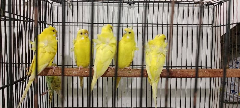 Bird's and Cage's 0