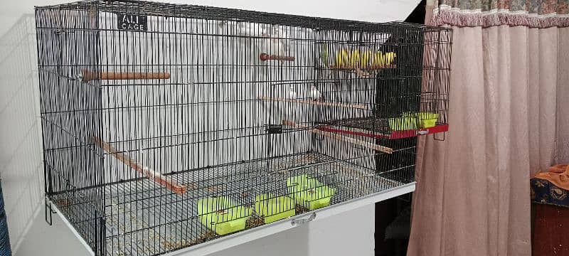 Bird's and Cage's 3