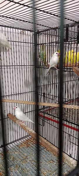 Bird's and Cage's 4