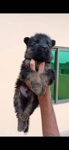 Long coat German shepherd puppies