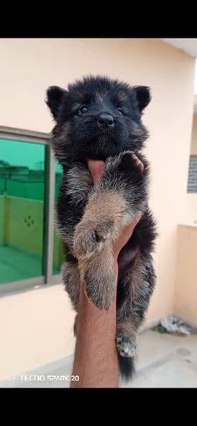 Long coat German shepherd puppies 1