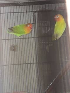 Adult Love bird pair