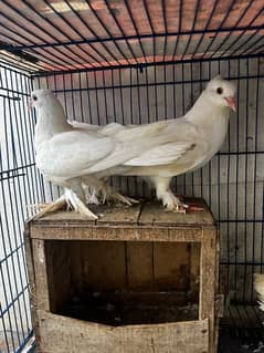 White Shirazi Pigeons for sale