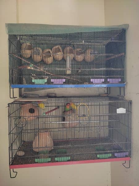 birds and cage 2