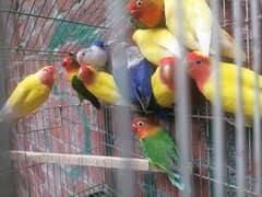 love bird breader pairs beautiful